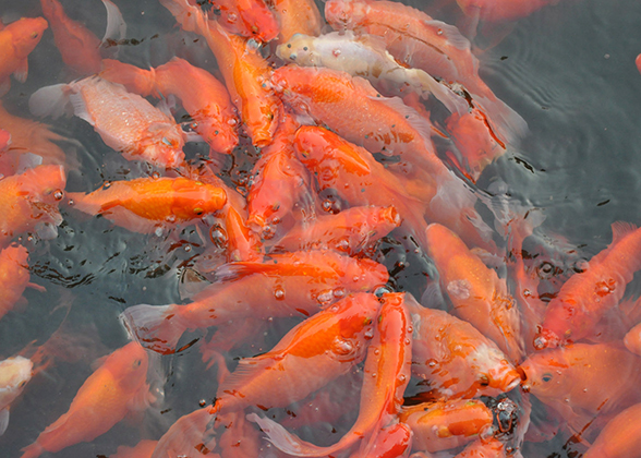 The red carps in pond